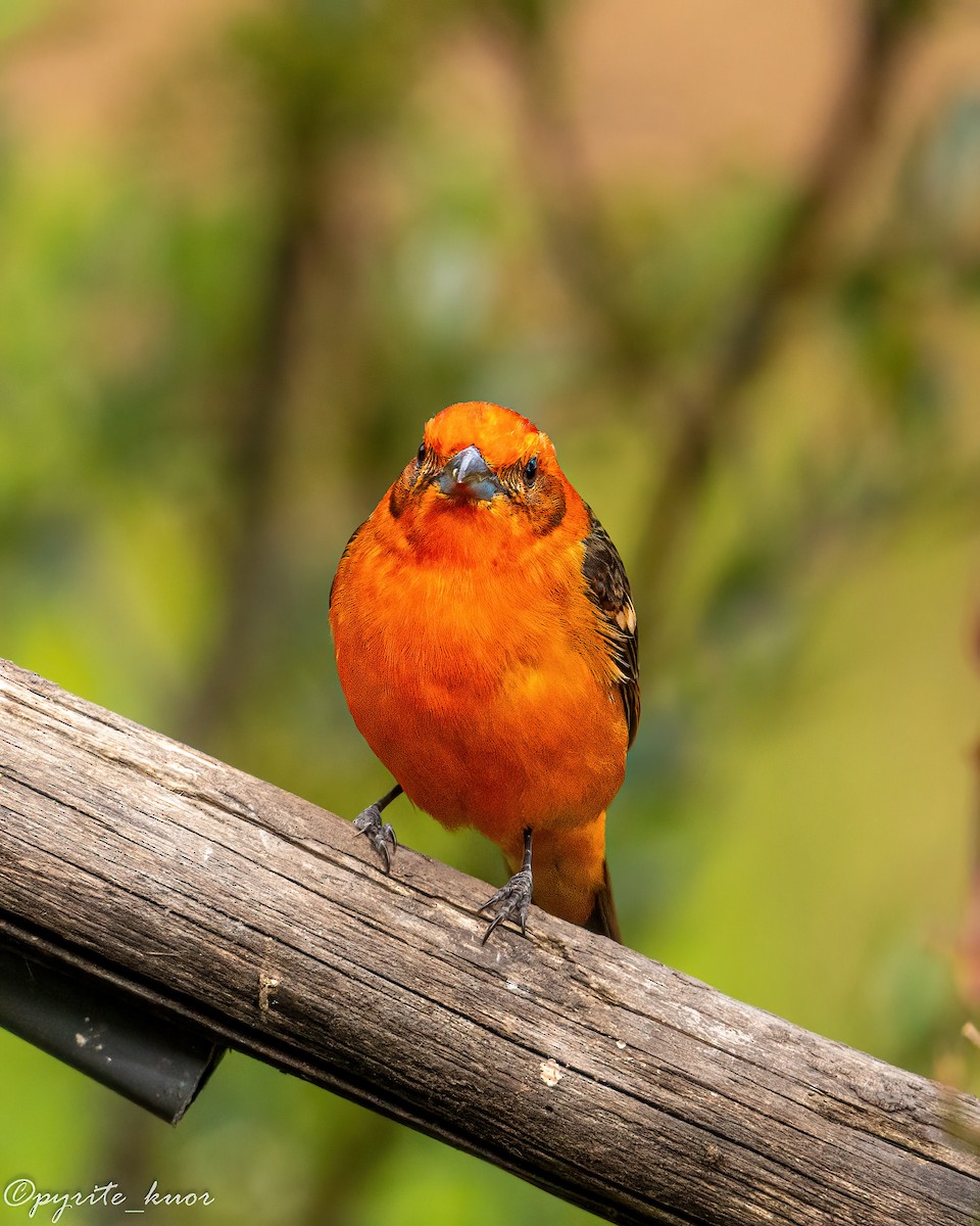 Flame-colored Tanager - ML659367636