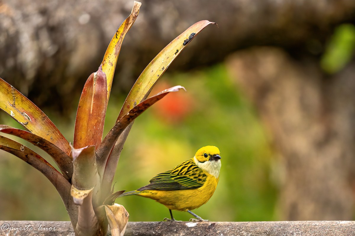 Silver-throated Tanager - ML659367637