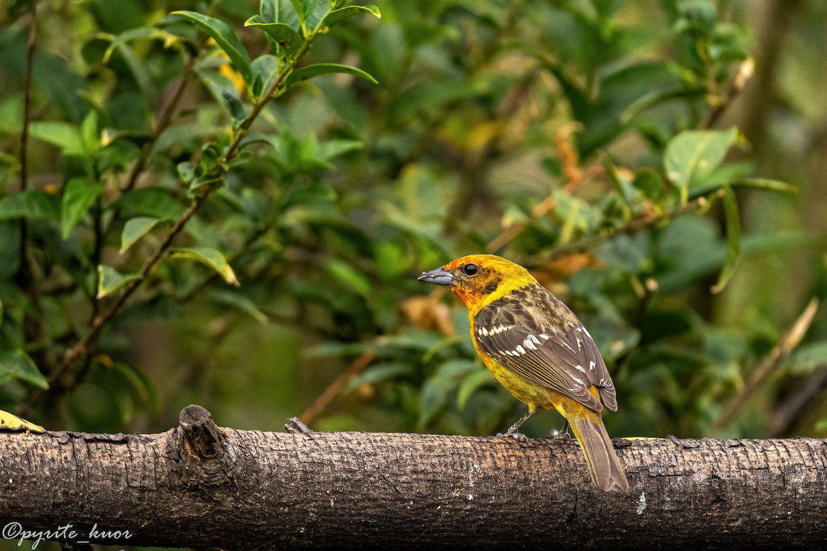 Flame-colored Tanager - ML659367638