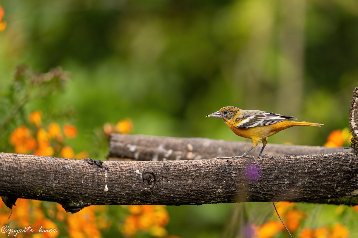 Baltimore Oriole - ML659367640