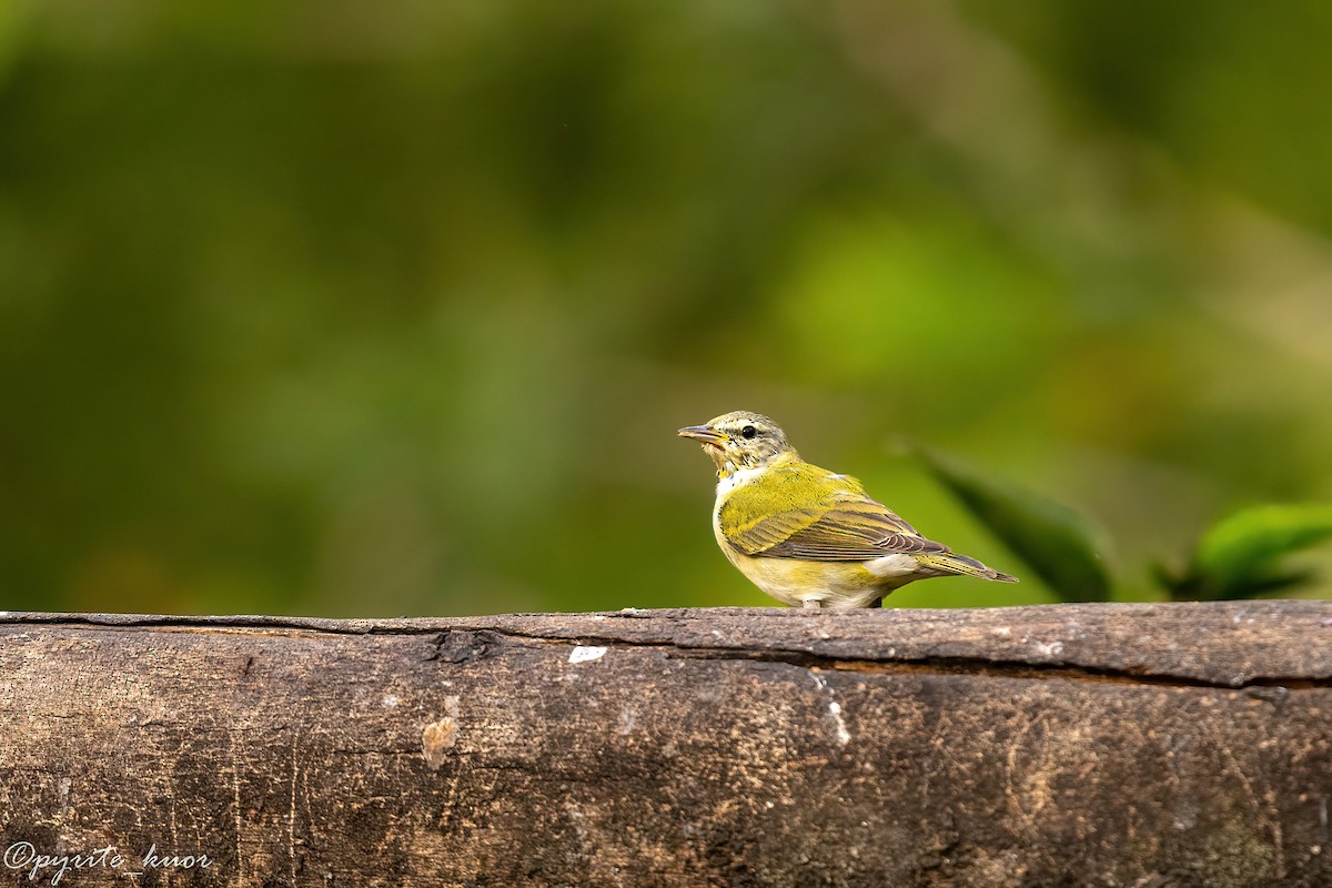 Tennessee Warbler - ML659367676