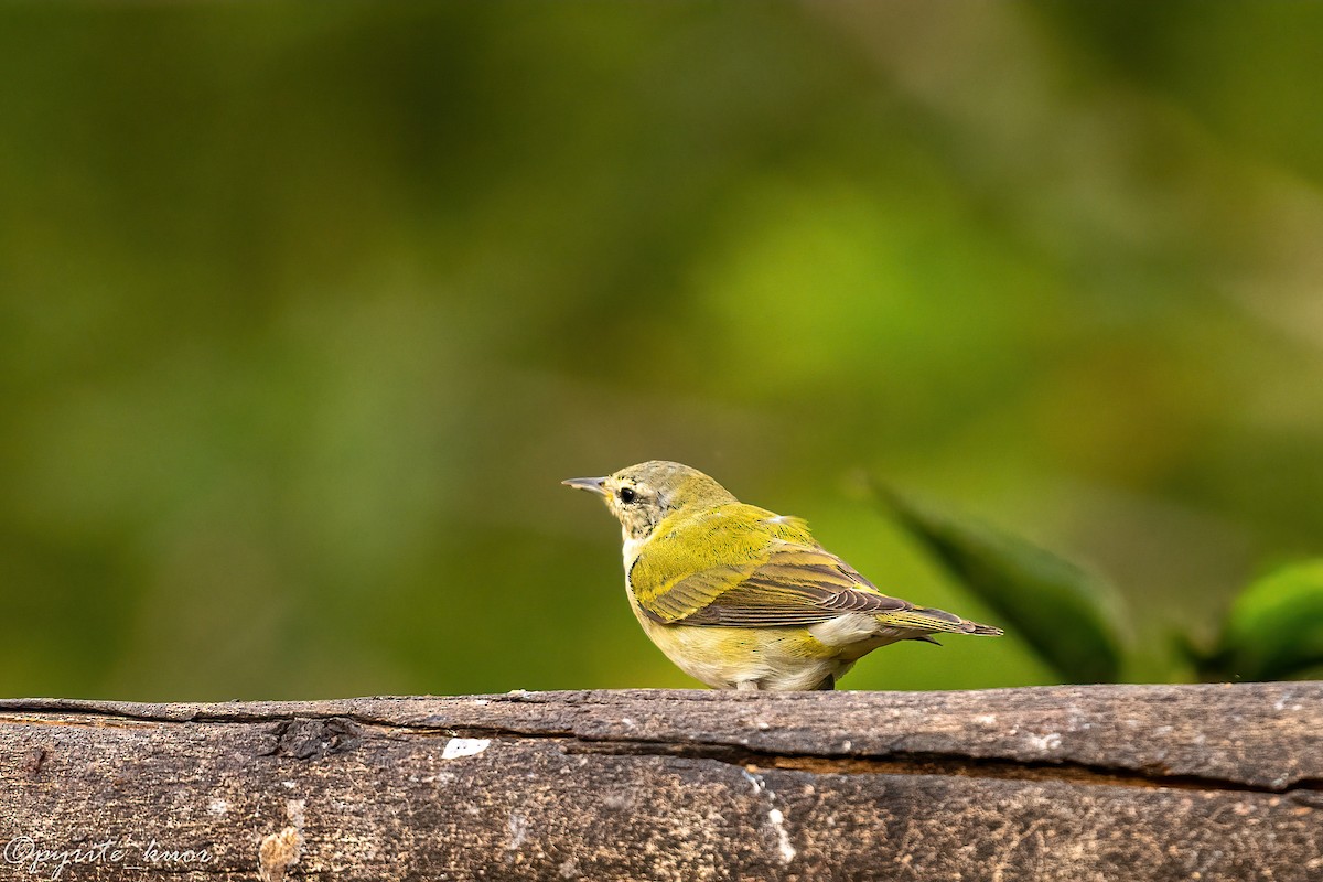 Tennessee Warbler - ML659367707