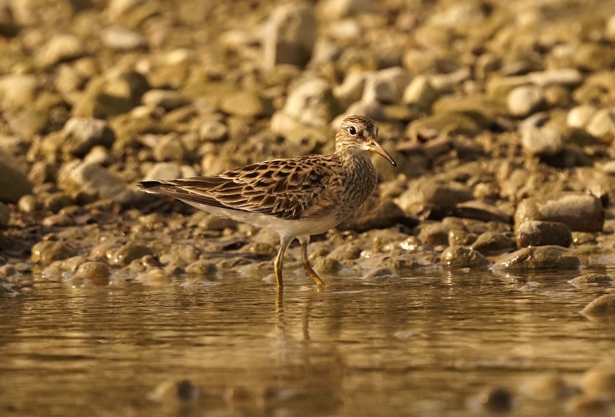 Pectoral Sandpiper - ML659367900