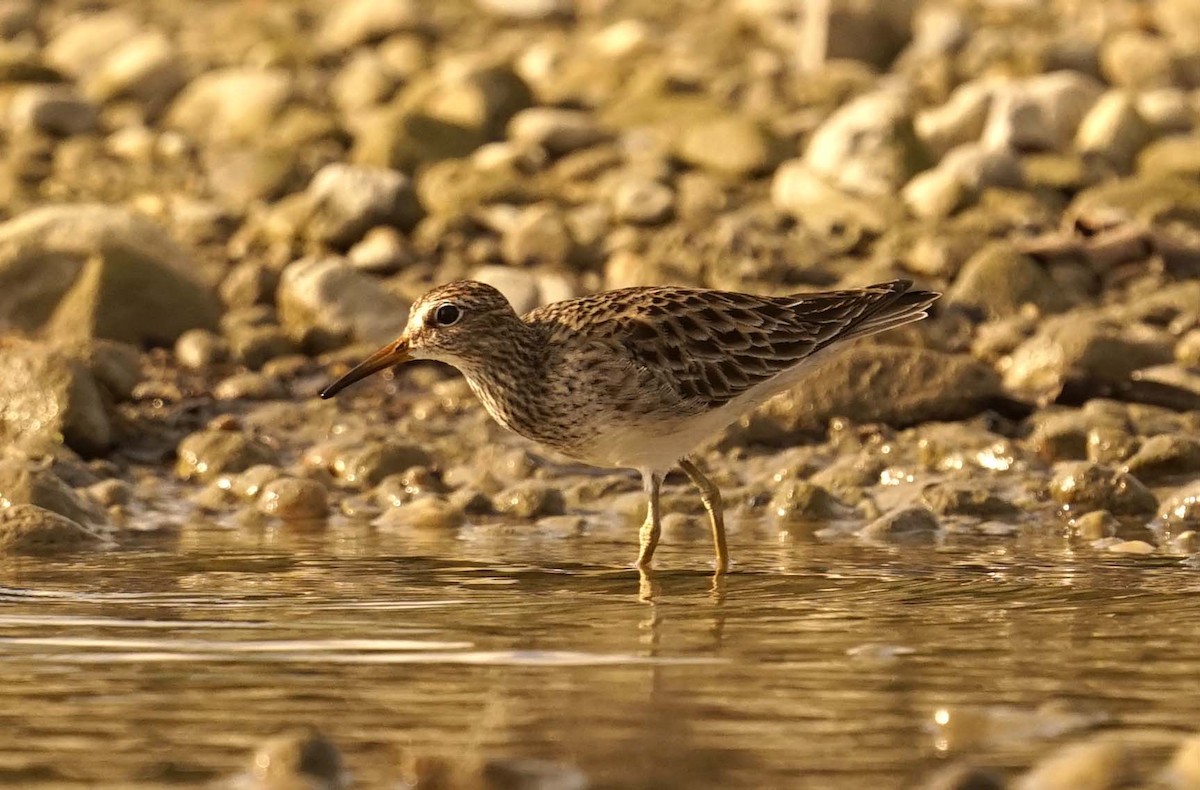 Pectoral Sandpiper - ML659367901
