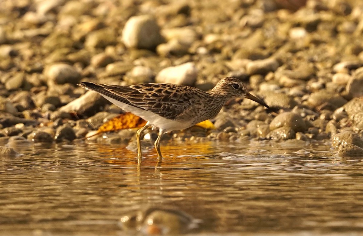 Pectoral Sandpiper - ML659367902