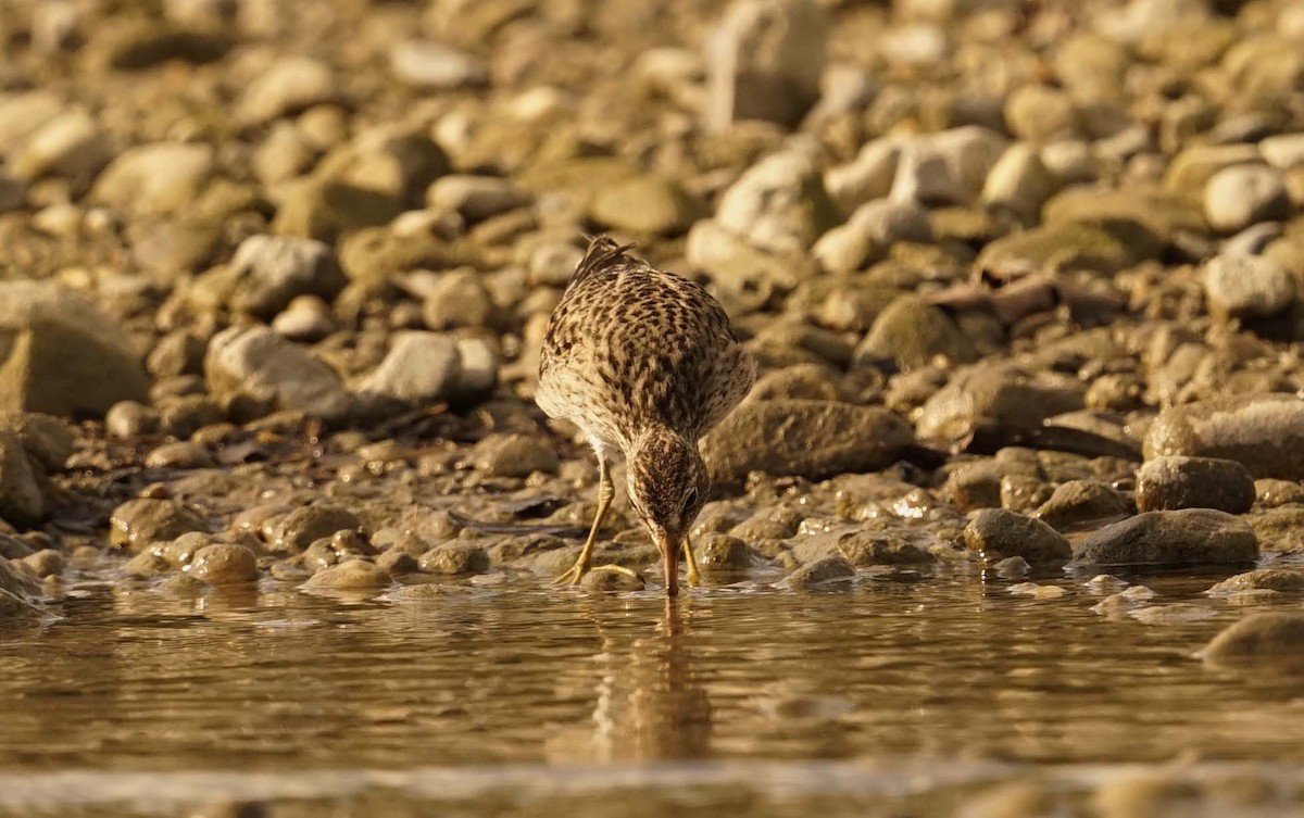Pectoral Sandpiper - ML659367903
