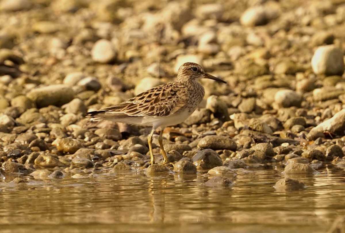 Pectoral Sandpiper - ML659367904