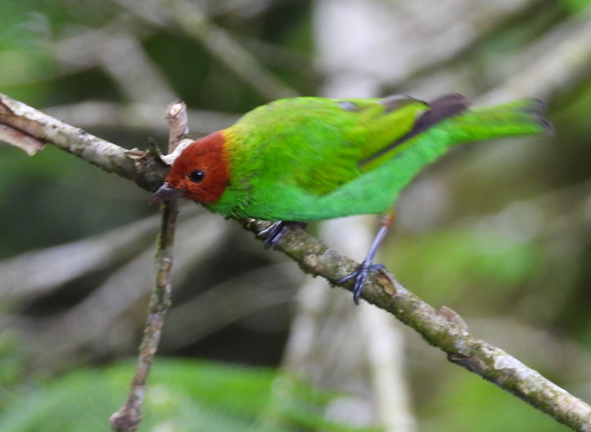 Bay-headed Tanager - ML659368127
