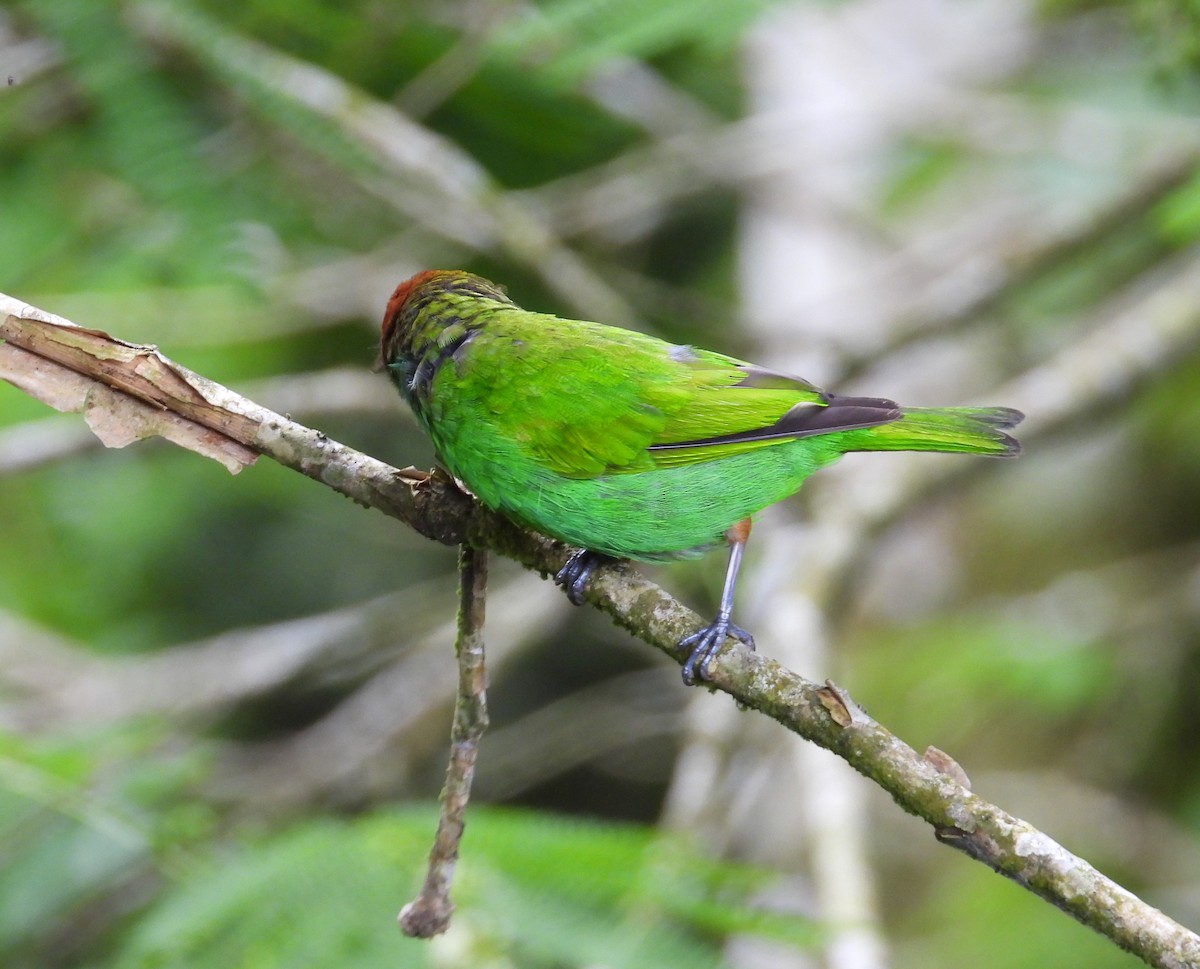 Bay-headed Tanager - ML659368167