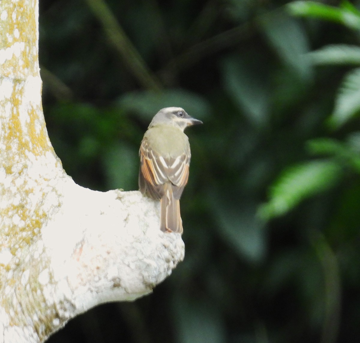 Golden-bellied Flycatcher - ML659368226