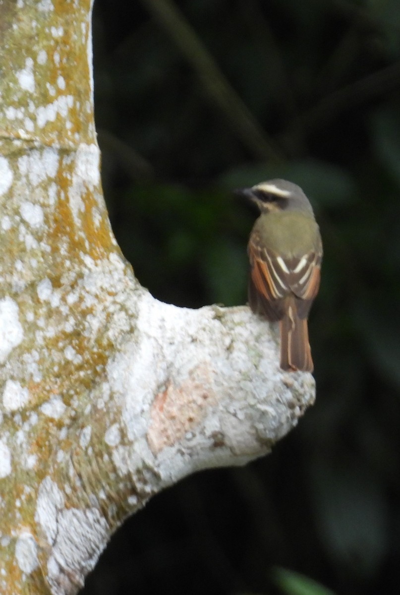 Golden-bellied Flycatcher - ML659368227