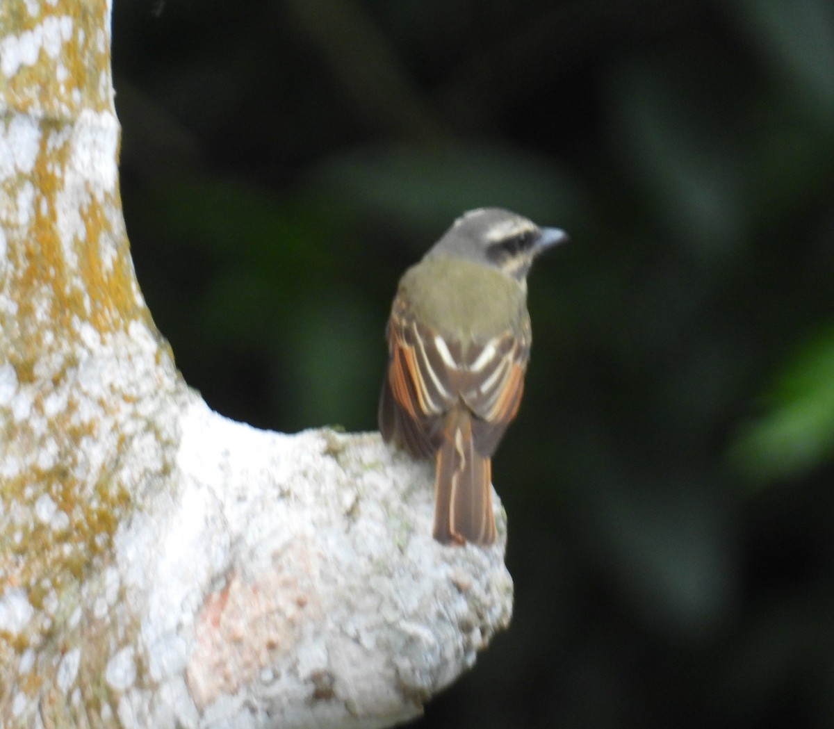 Golden-bellied Flycatcher - ML659368251