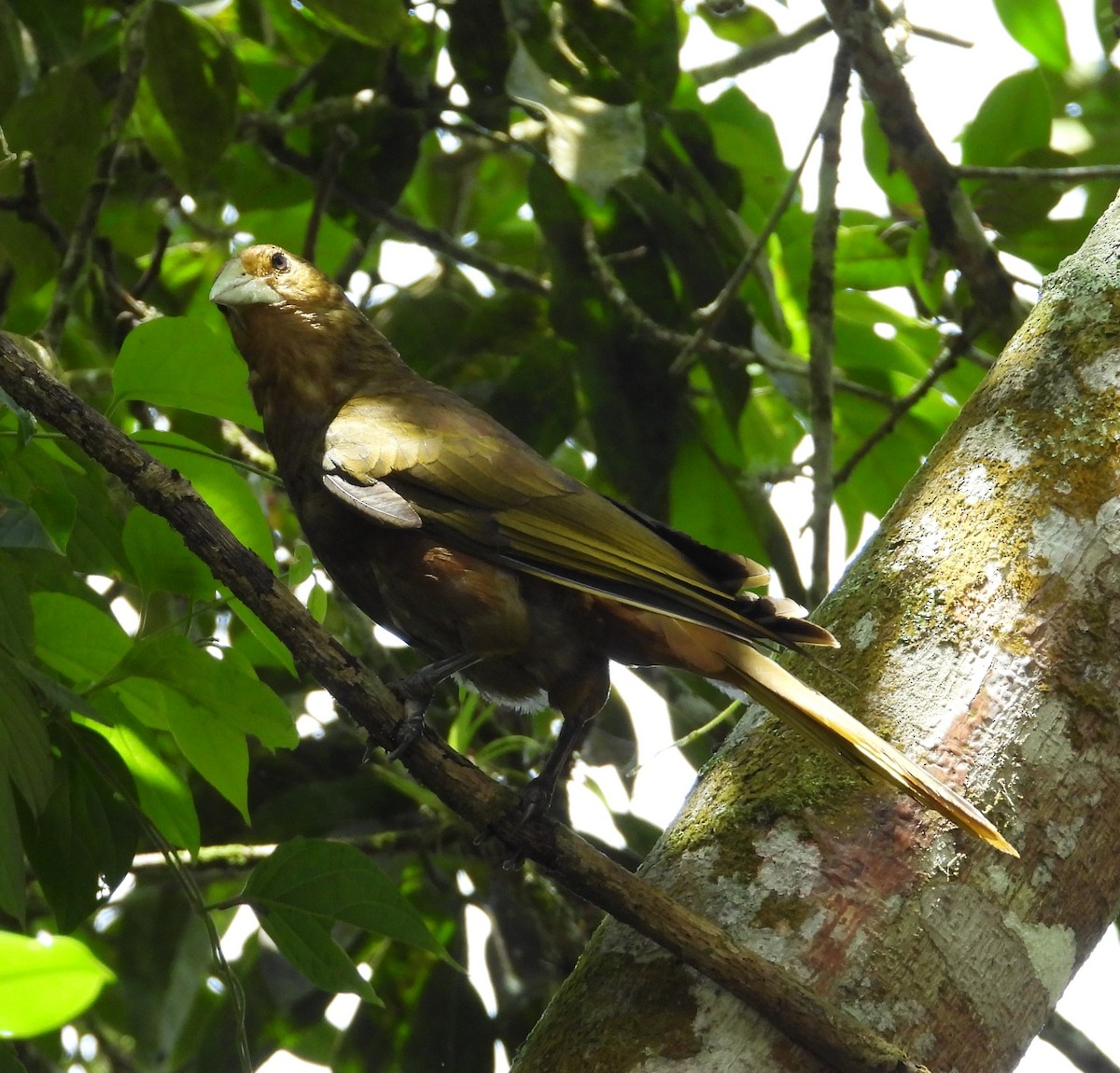 Russet-backed Oropendola - ML659368315