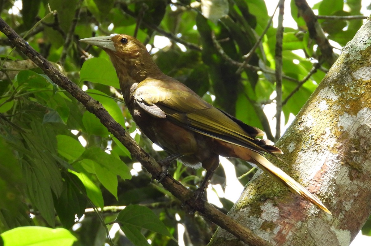 Russet-backed Oropendola - ML659368342