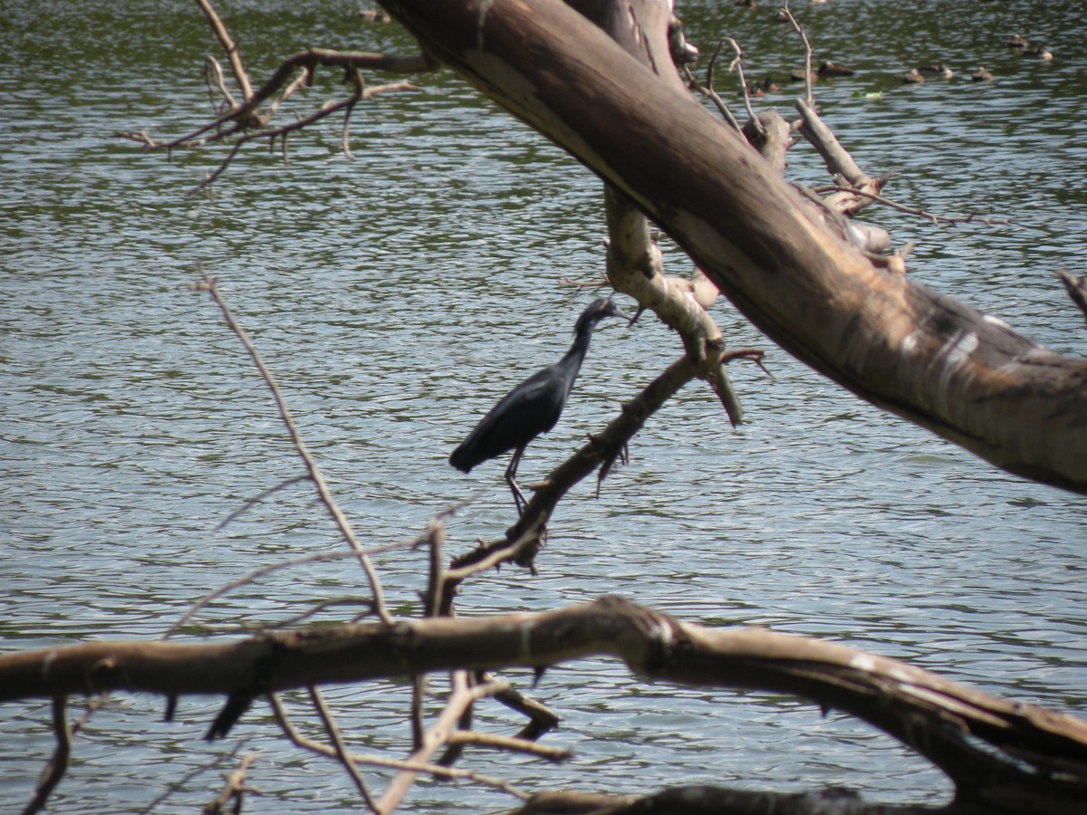 Black Heron - ML659368353
