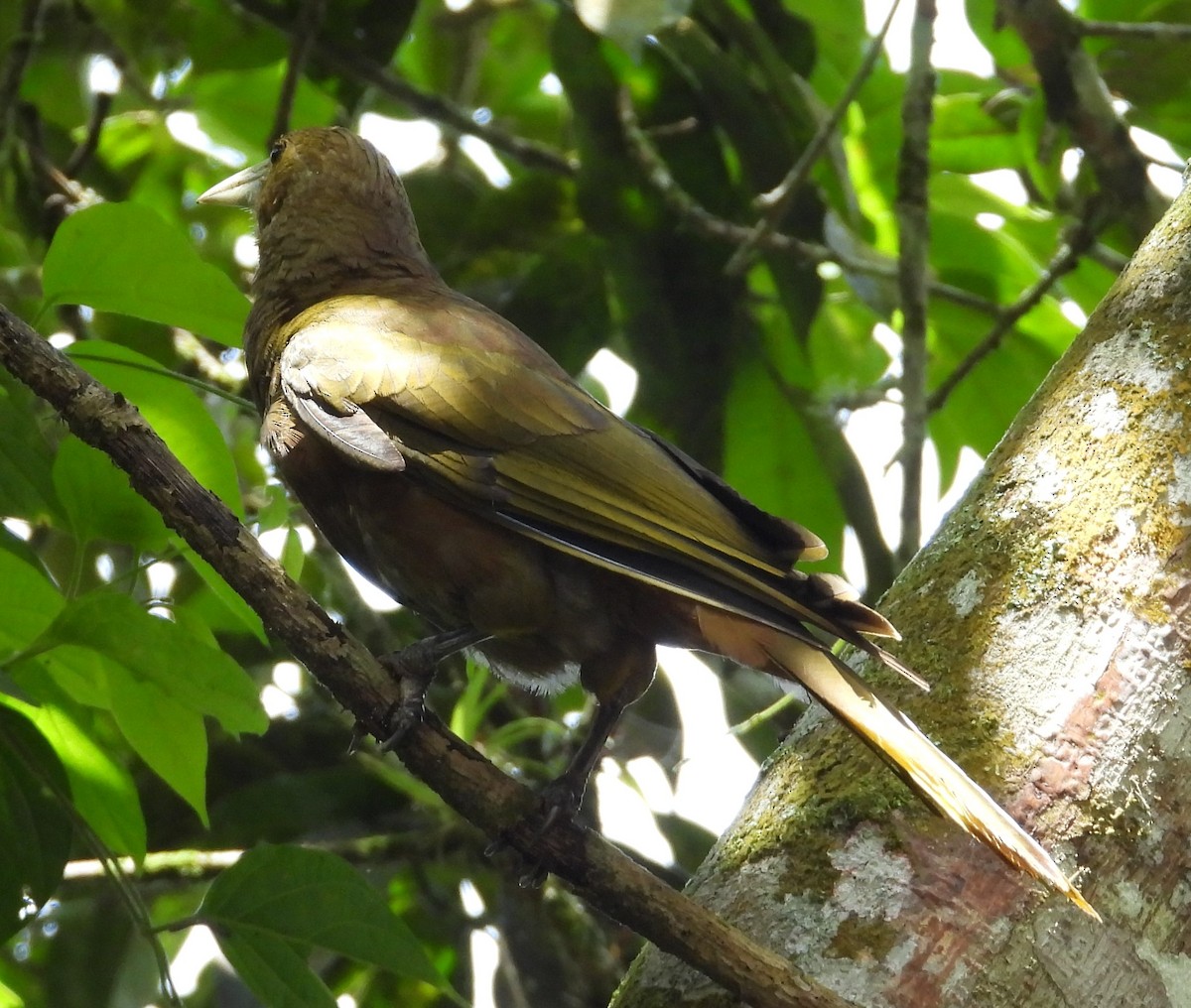 Russet-backed Oropendola - ML659368356