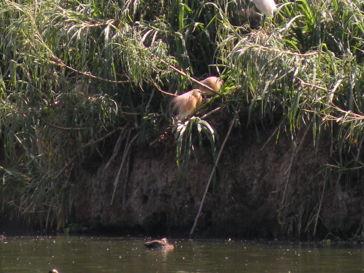 Squacco Heron - ML659368373