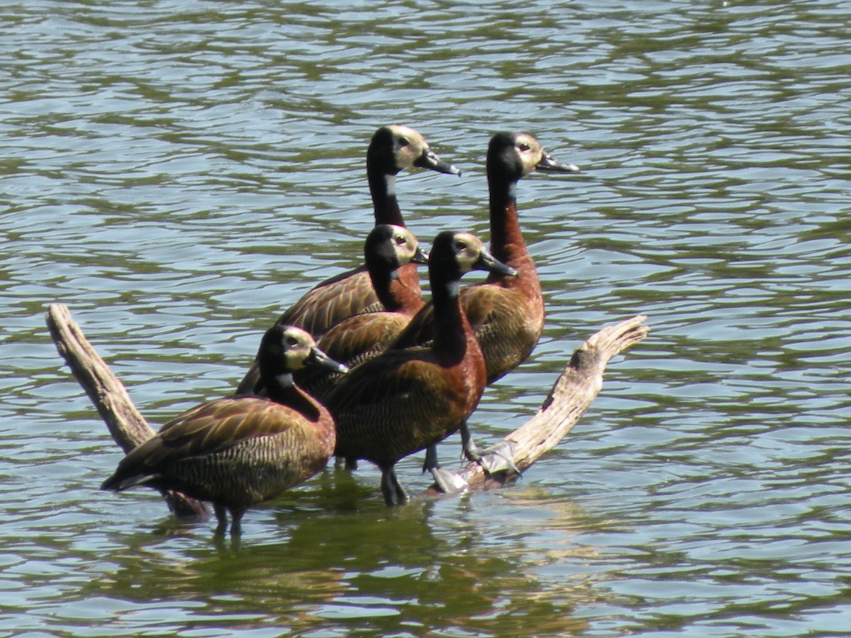 White-faced Whistling-Duck - ML659368380