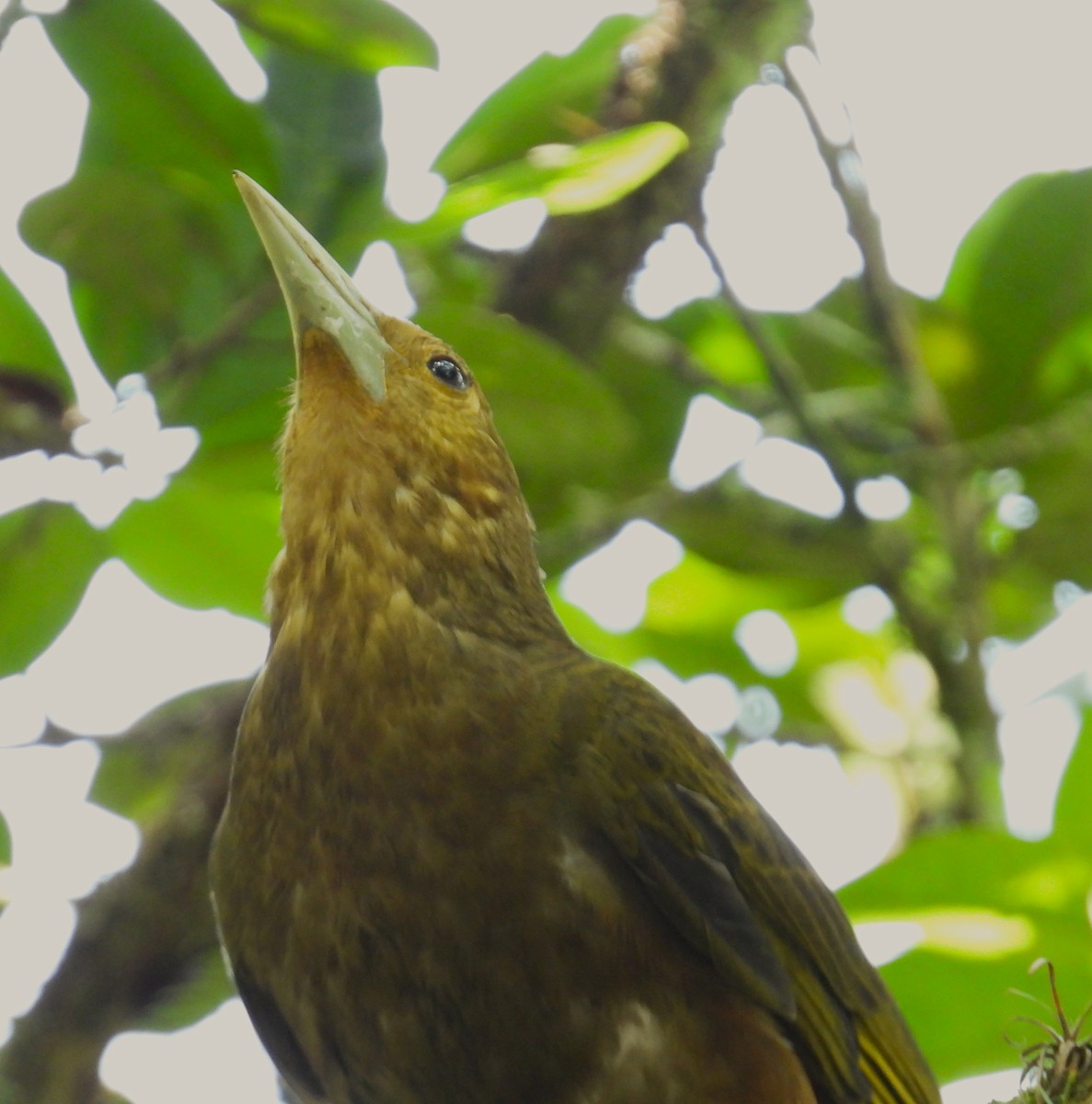 Russet-backed Oropendola - ML659368386