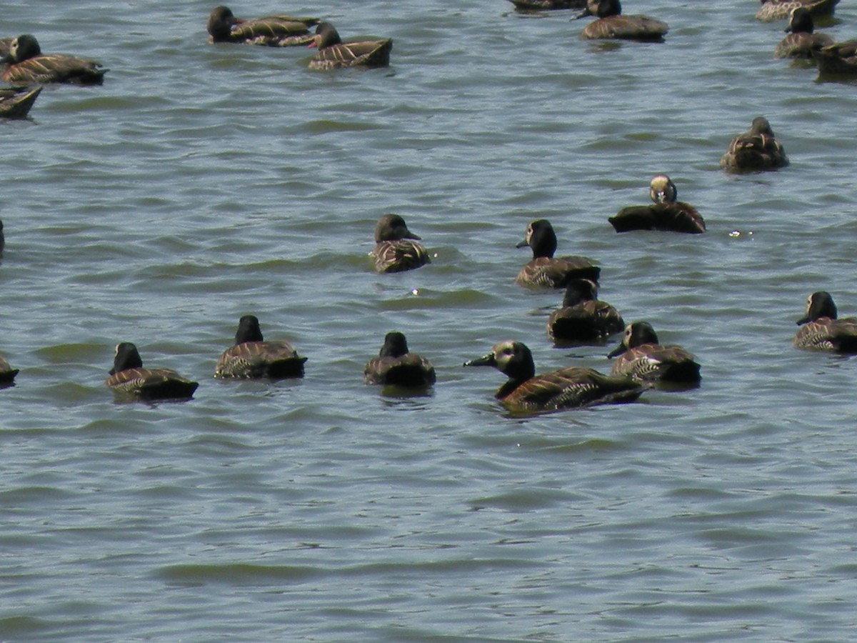 White-faced Whistling-Duck - ML659368391