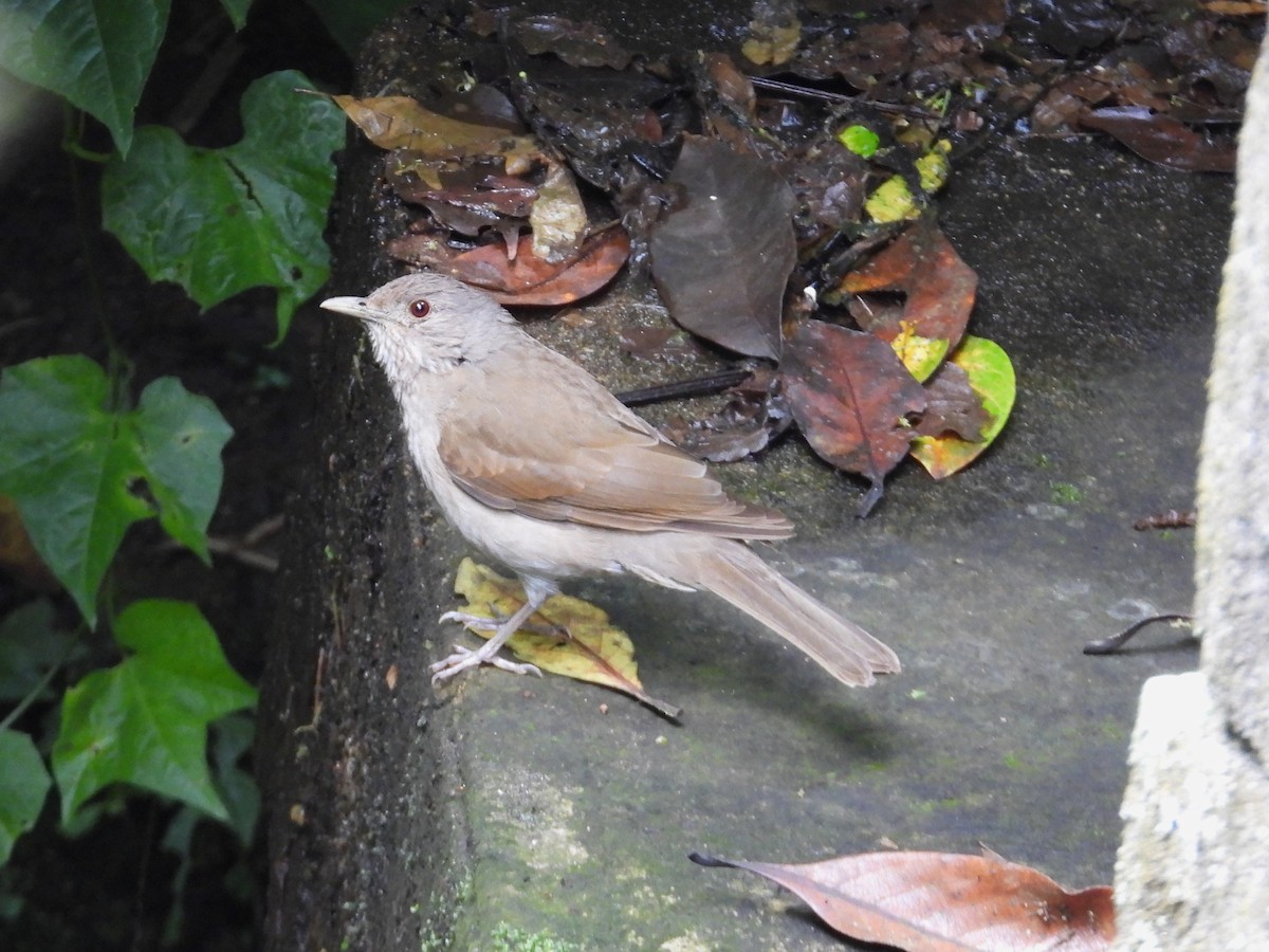 Pale-breasted Thrush - ML659368401