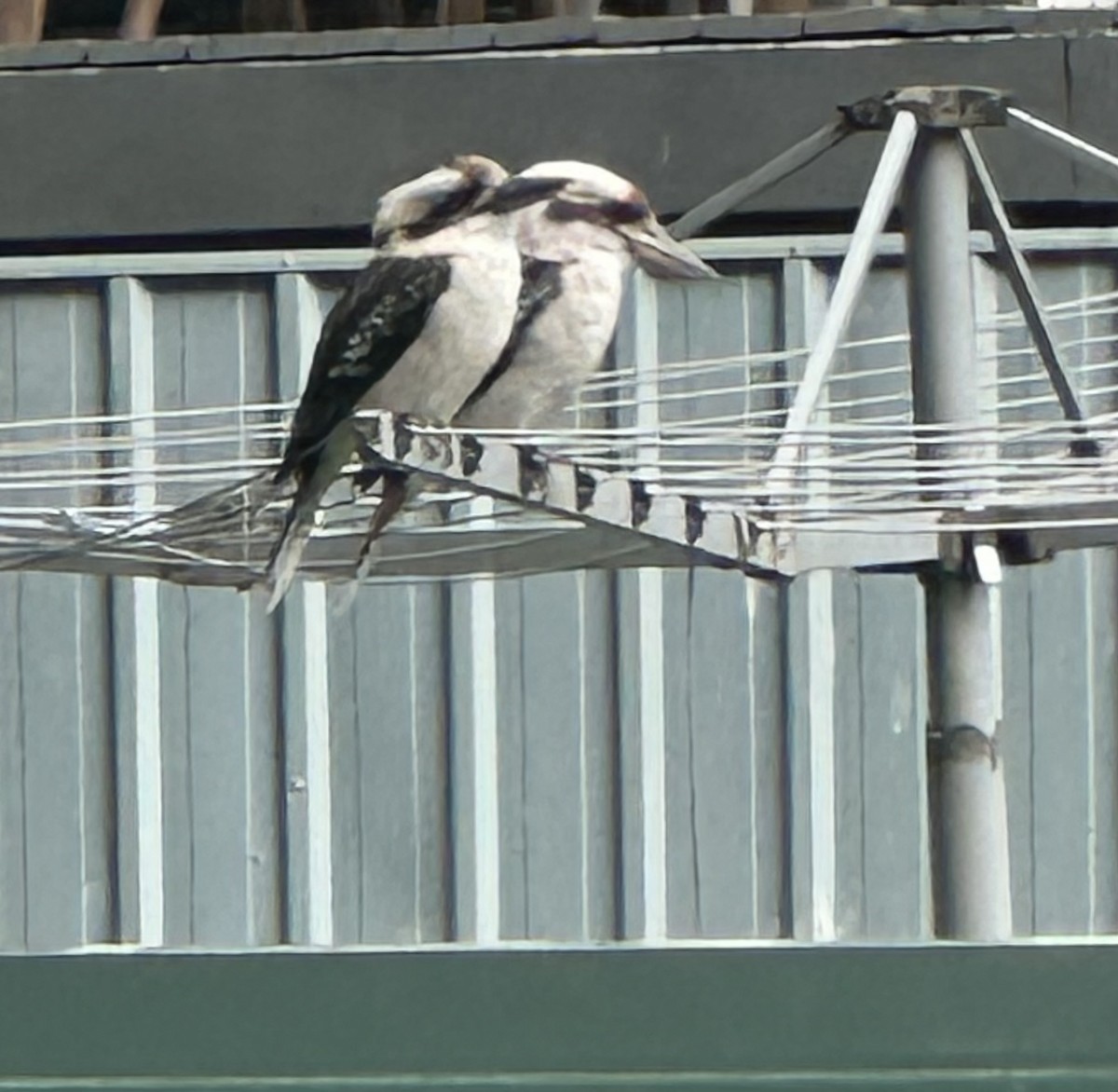 Laughing Kookaburra - ML659368425