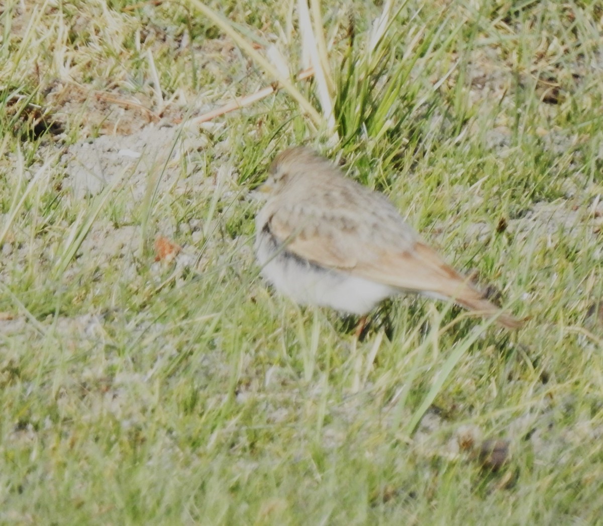 Hume's Lark - ML659368651