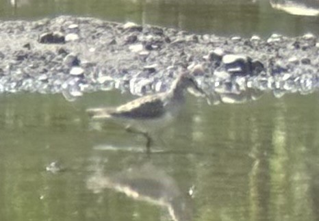 Pectoral Sandpiper - ML659368806