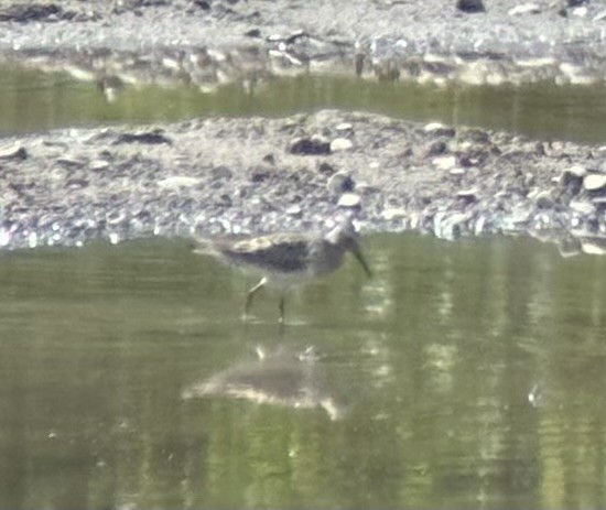 Pectoral Sandpiper - ML659368807