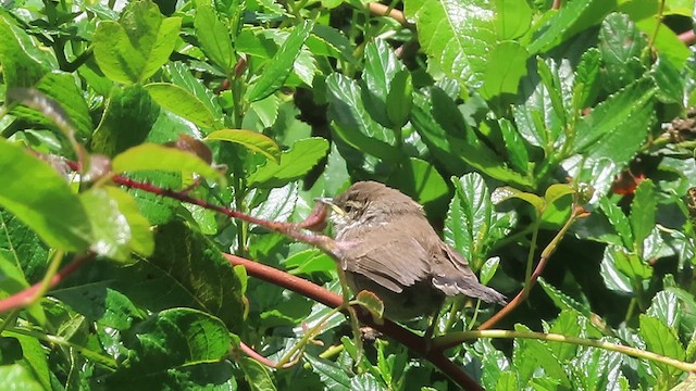 Bewick's Wren - ML659369413