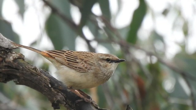 Rufous Songlark - ML659369481