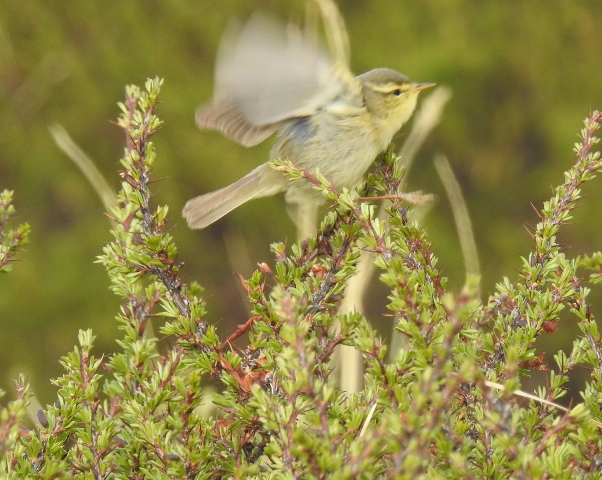 Tickell's Leaf Warbler - ML659369560