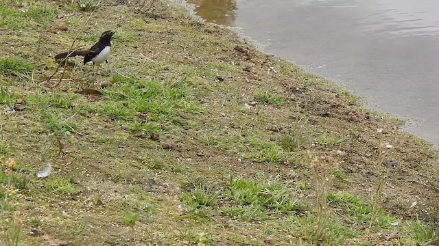 Willie-wagtail - ML659369568