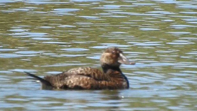Blue-billed Duck - ML659369620