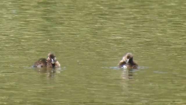 Blue-billed Duck - ML659369621