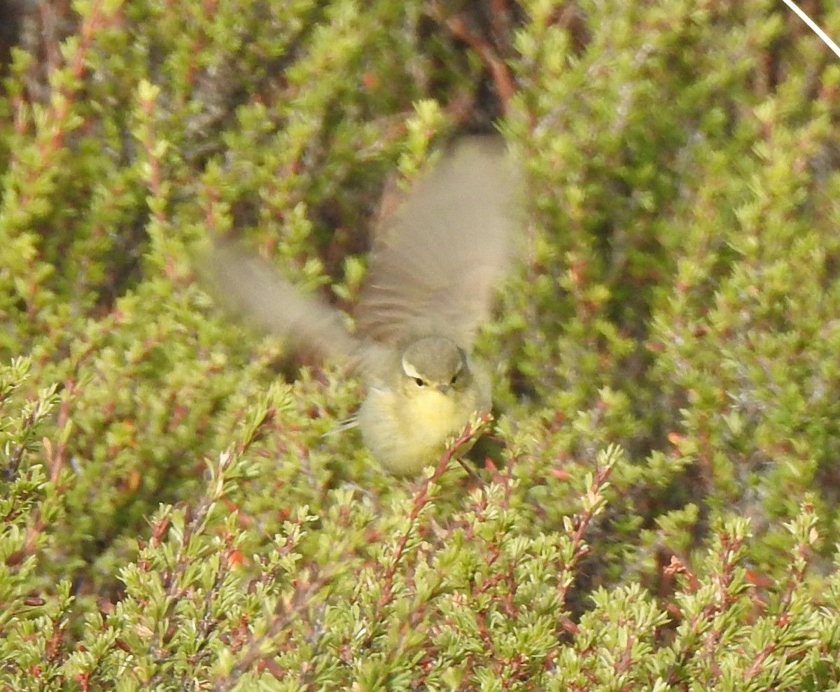 Tickell's Leaf Warbler - ML659369650