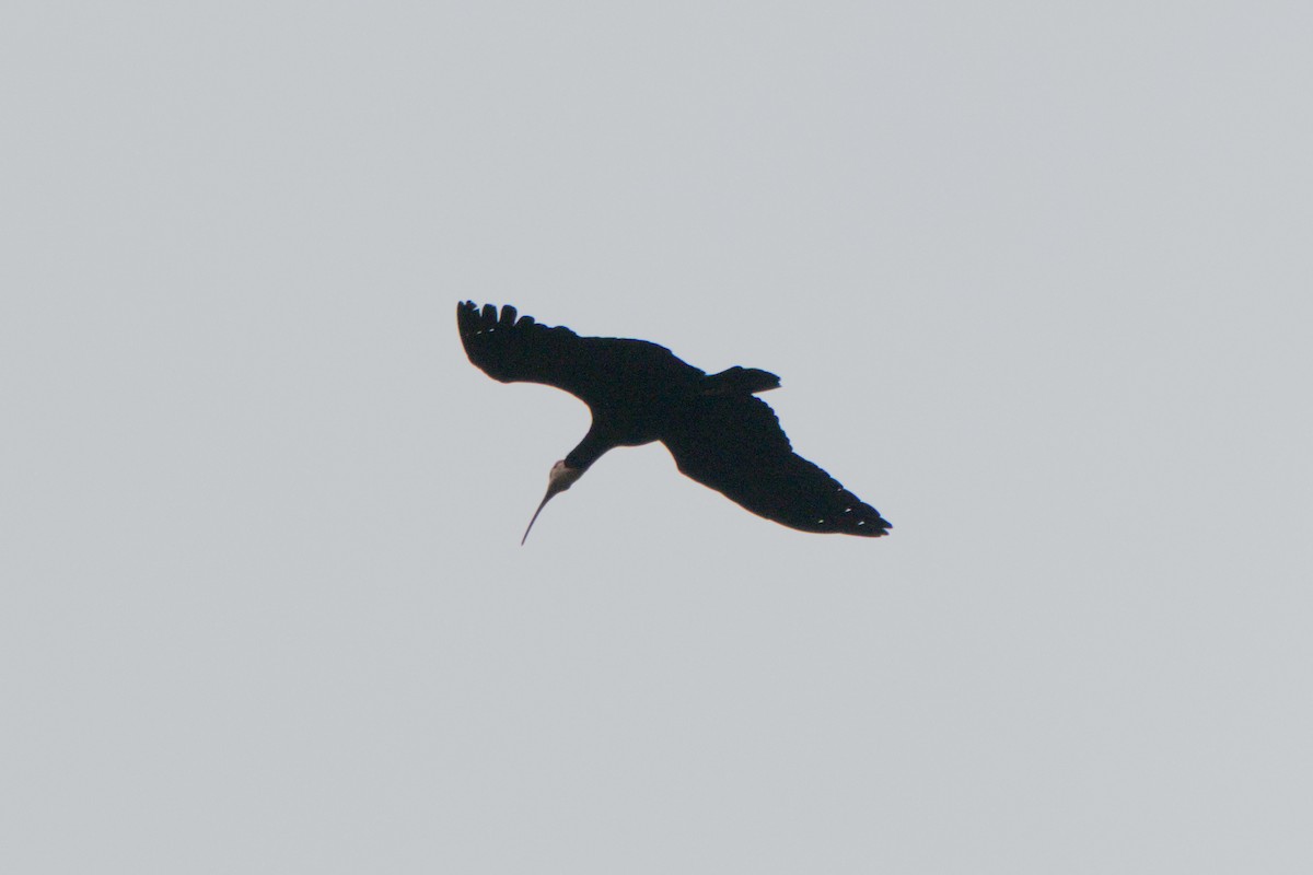 rødkroneibis - ML659369710