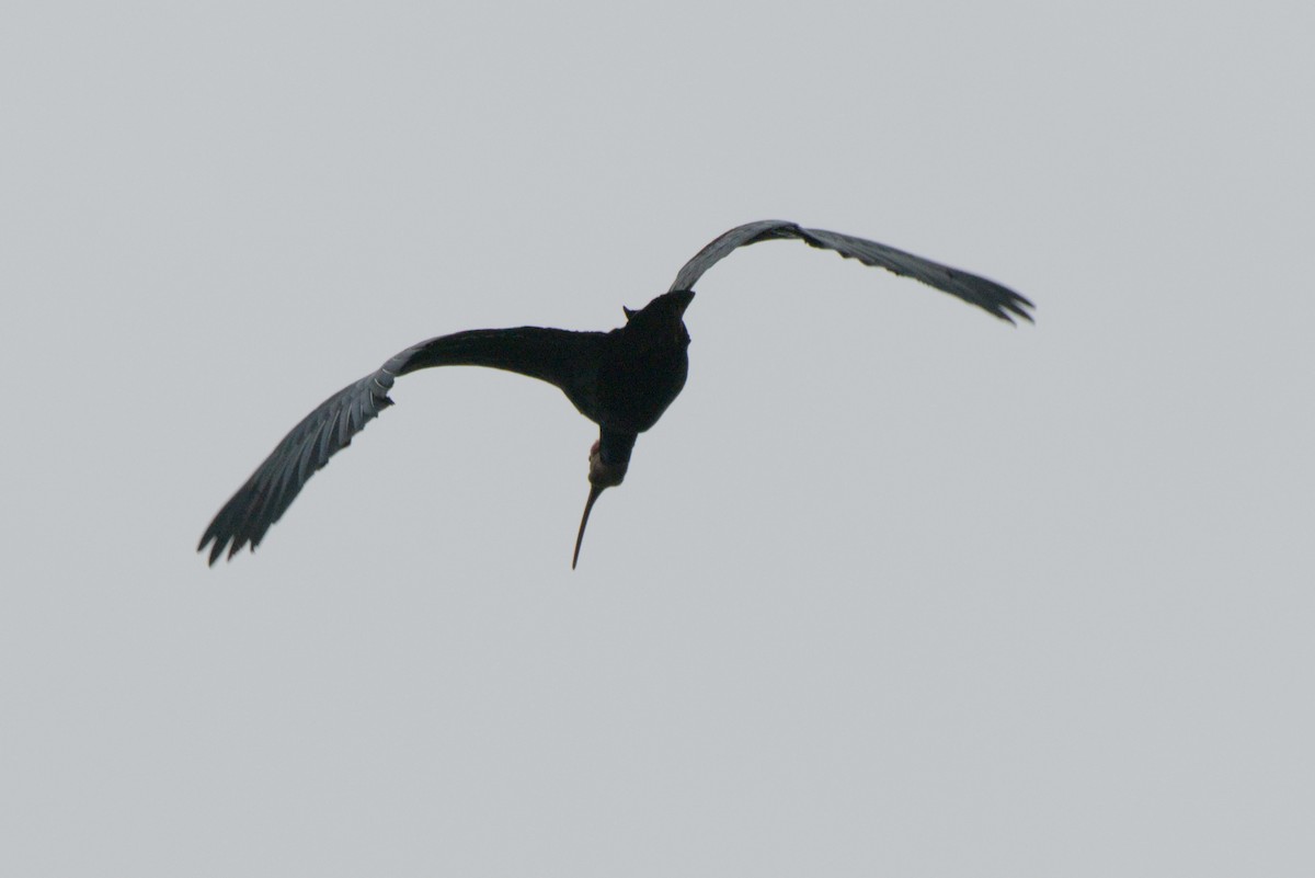 rødkroneibis - ML659369711