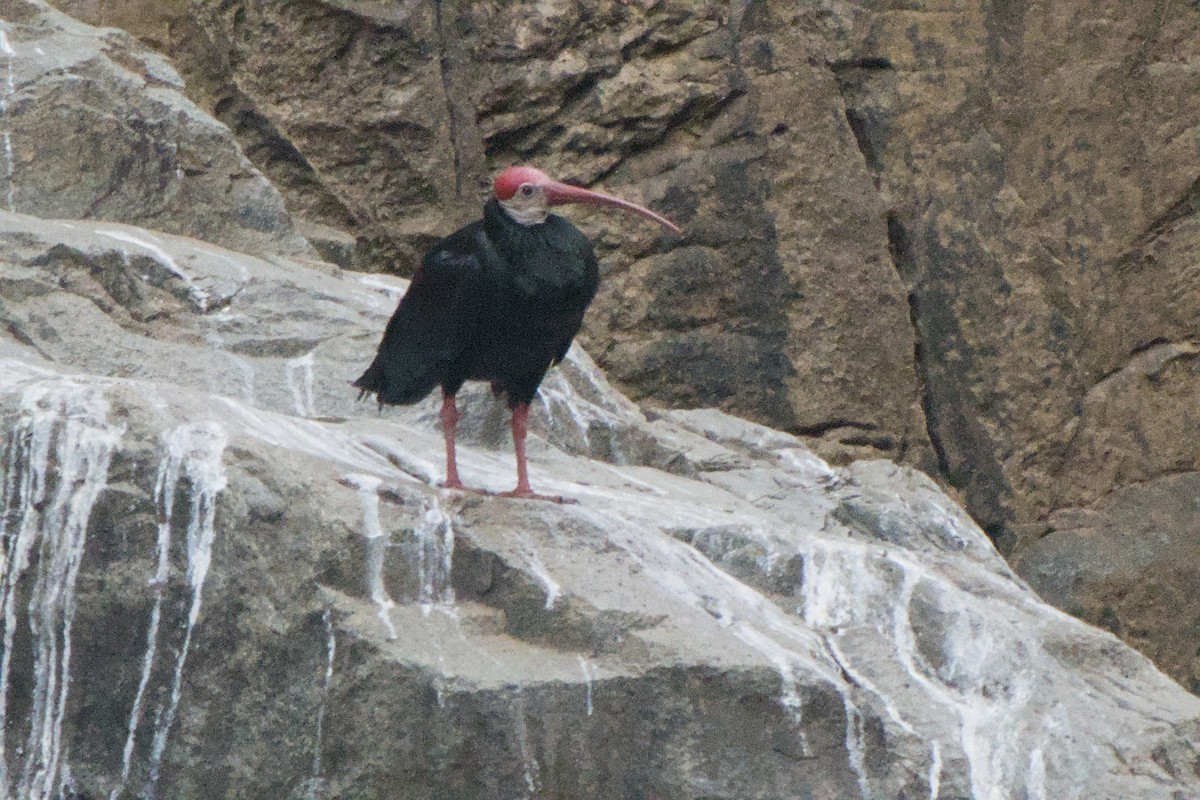 rødkroneibis - ML659369712