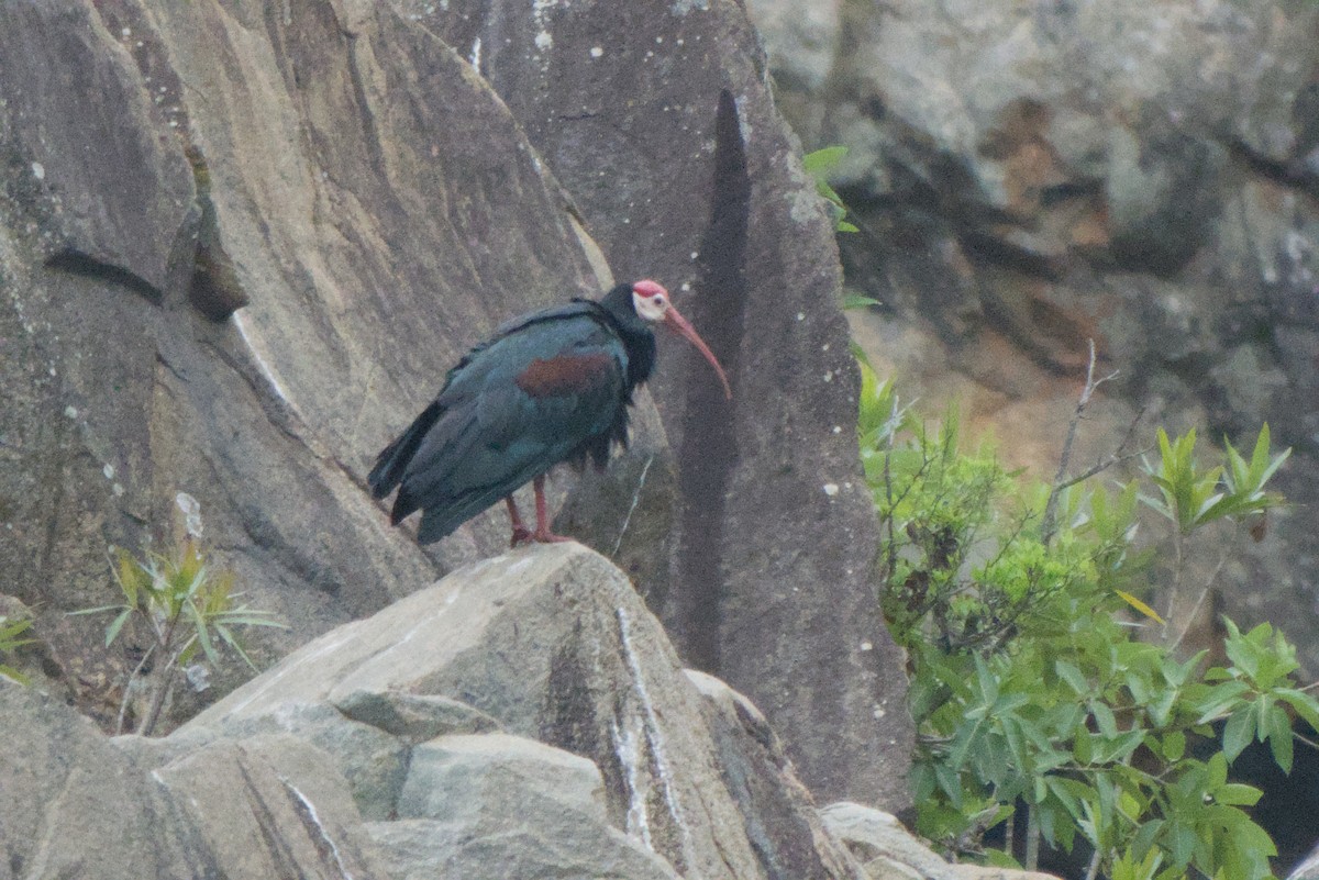 rødkroneibis - ML659369713