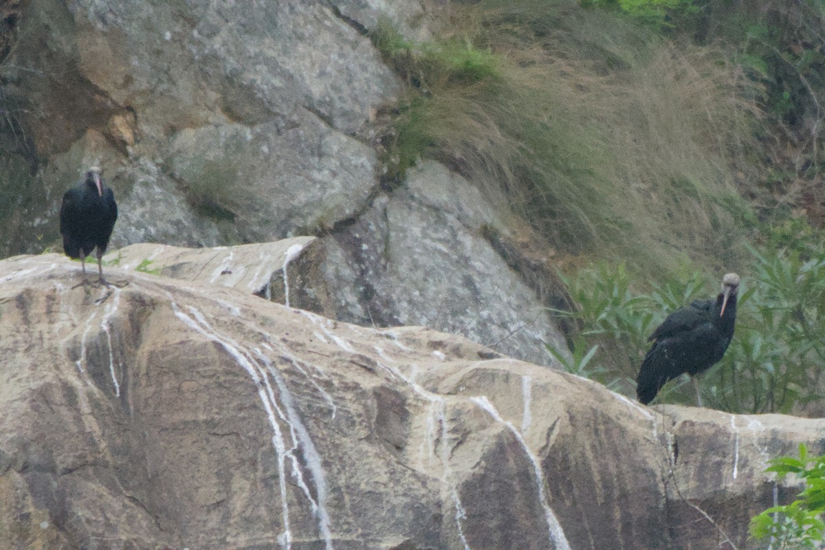 rødkroneibis - ML659369714