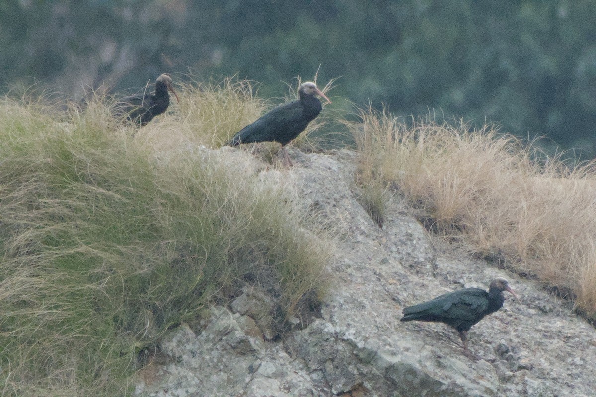rødkroneibis - ML659369715