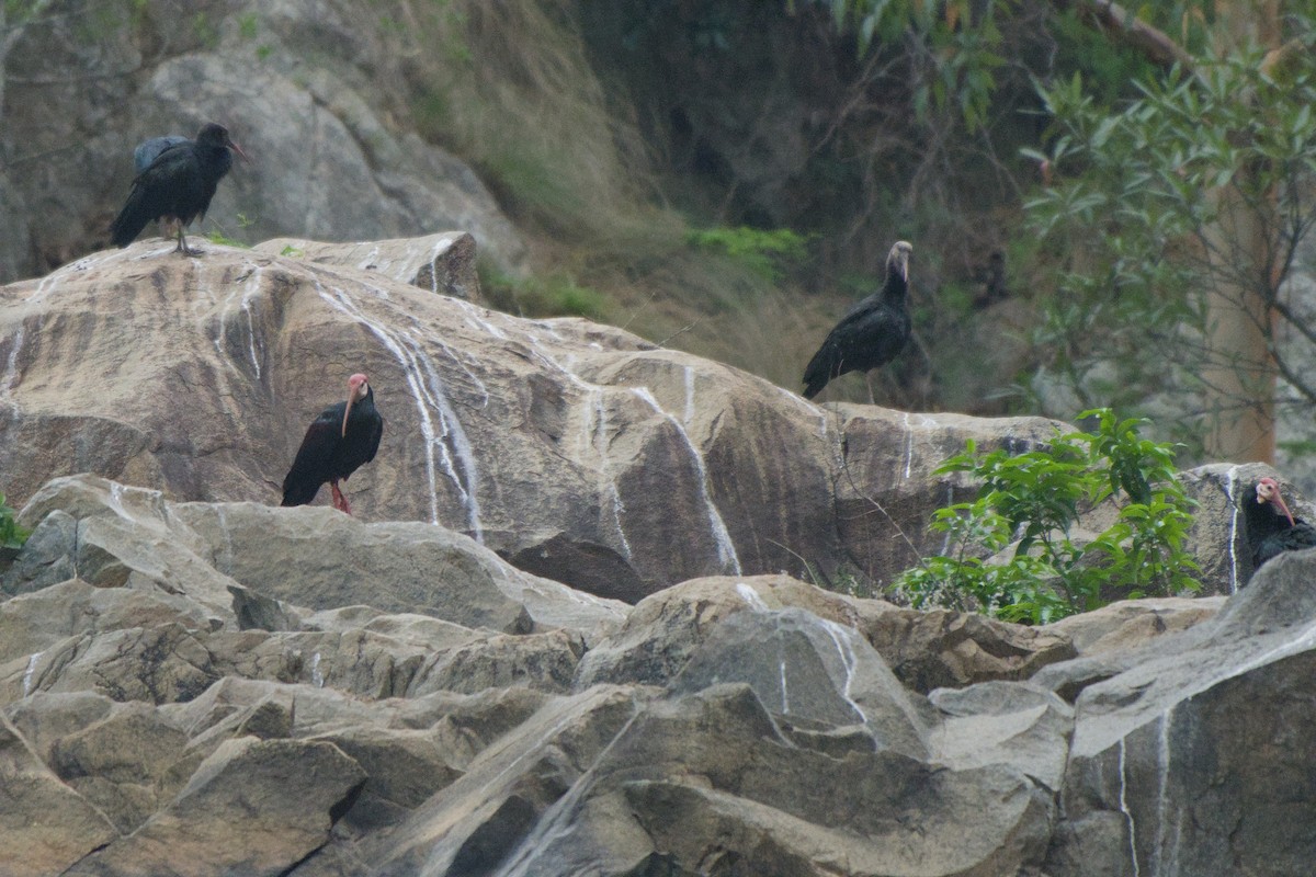 rødkroneibis - ML659369716