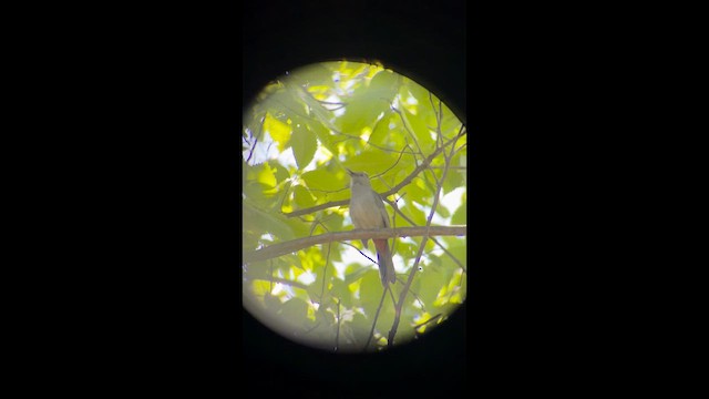 Gray Catbird - ML659369737