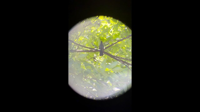 Gray Catbird - ML659369738