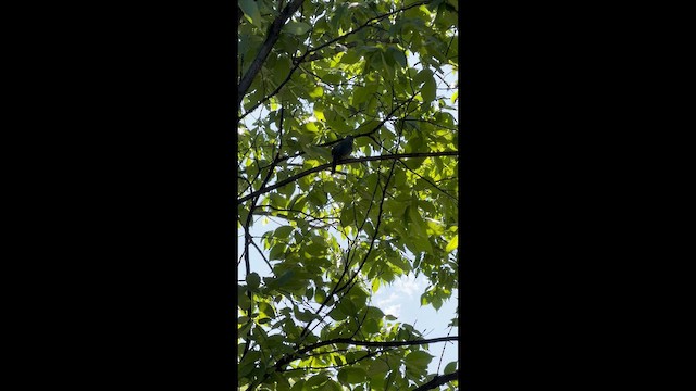Gray Catbird - ML659369740