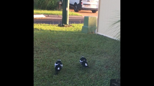 Australian Magpie - ML659369773