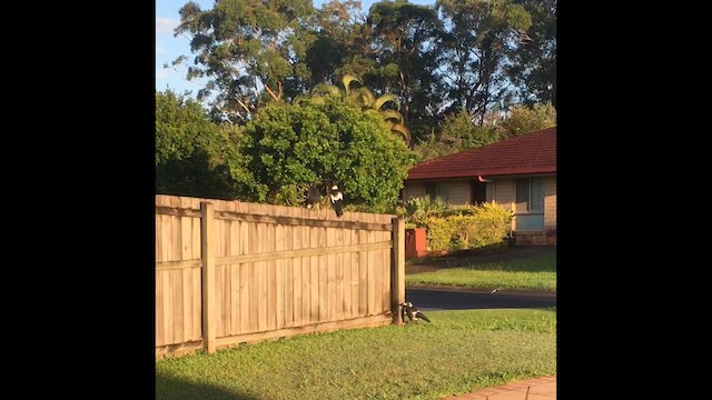 Australian Magpie - ML659369779
