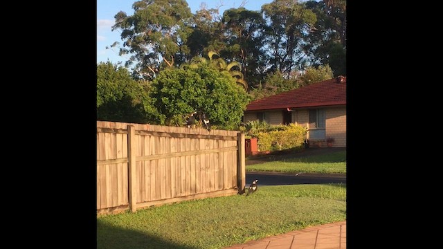 Australian Magpie - ML659369780