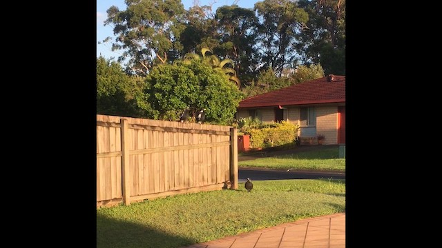 Australian Magpie - ML659369781